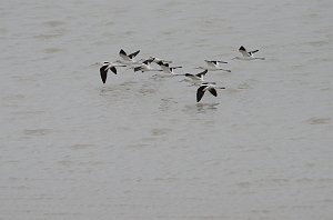 Avocet, American, 2012-12311861 Laguna Atascosa NWR, TX